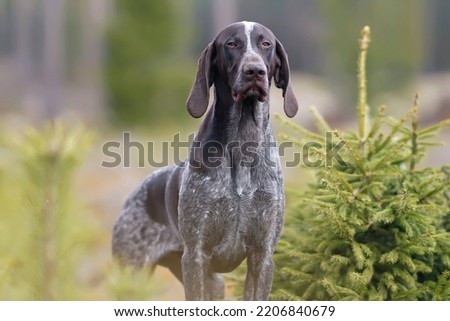 The portrait of a very serious brown marble German Shorthaired Pointer dog posing outdoors near coniferous trees in a forest in spring Royalty-Free Stock Photo #2206840679