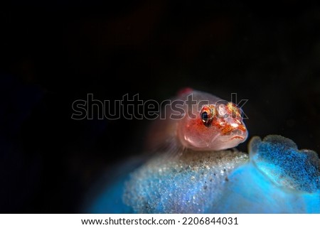 A beautiful ghost goby guards its brood of eggs dispensed on a lovely blue sponge as the embryos ultimately develop into swimming fishes.
