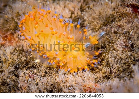 A small yellowish janolus nudibranch with blue gill tips, crawling across a reef in search for food as it hunts hydroids.  

