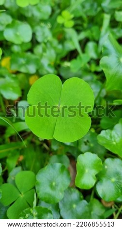 4 leaf clover  the integrity of nature