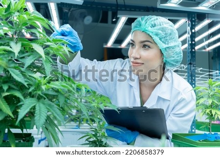 Scientist researcher closely monitor record of growing up development of cannabis flower and leaves under environment lighting control in house modern plantation farming Royalty-Free Stock Photo #2206858379