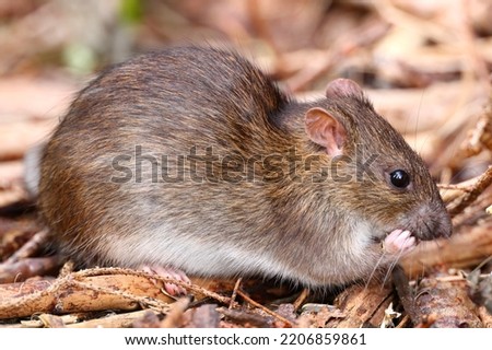 The brown rat (Rattus norvegicus) Royalty-Free Stock Photo #2206859861