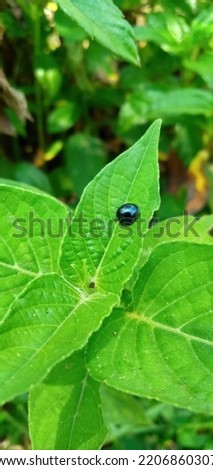 A small black beetle that perches on a small leaf