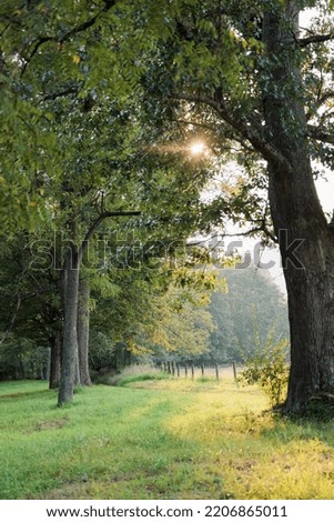 Sun streaming through trees on farm