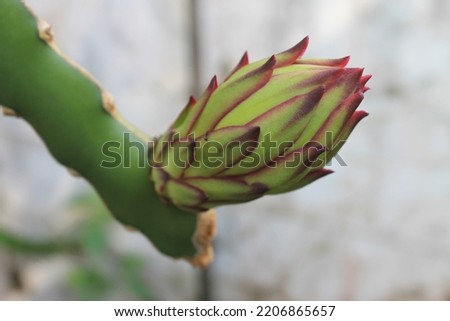 Dragon fruit flower background blur