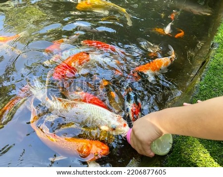The fancy carp are suckling from a baby bottle.