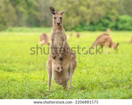 An Australian female kangaroo proudly displaying her Joey. Royalty-Free Stock Photo #2206881575