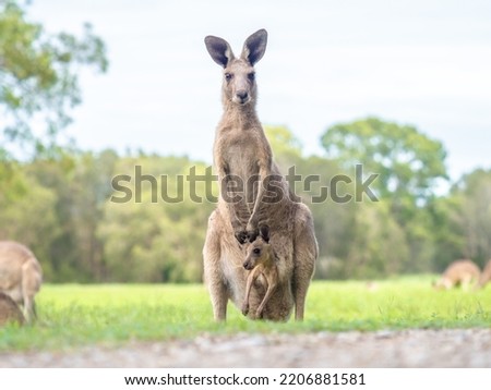 An Australian female kangaroo proudly displaying her Joey.