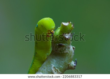
Green caterpillars eat tree tops