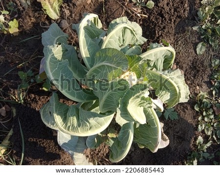 Beautiful green and fresh cauliflower 