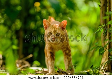 Orange Cat walking in forest stock photo.