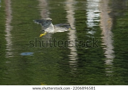 striated heron is in a pond