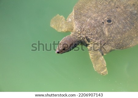 Sea turtle swims in the water. Animal