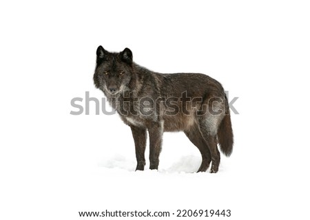 canadian black wolf  isolated on white background