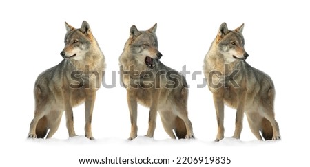 three gray wolf isolated on white background