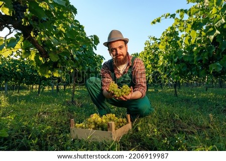 Front view looking at camera young winemaker worker vineyard squatting box of grapes hold bunch grape hands. Background green vineyard with a high vine and a clear cloudless sky. Royalty-Free Stock Photo #2206919987