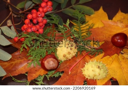 Chestnut kernels on the background of autumn maple foliage