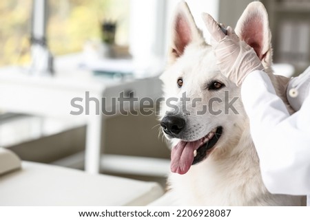 Female veterinarian examining dog's ear in clinic, closeup Royalty-Free Stock Photo #2206928087