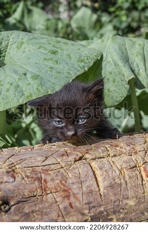 Little black kitten in nature looking for mom