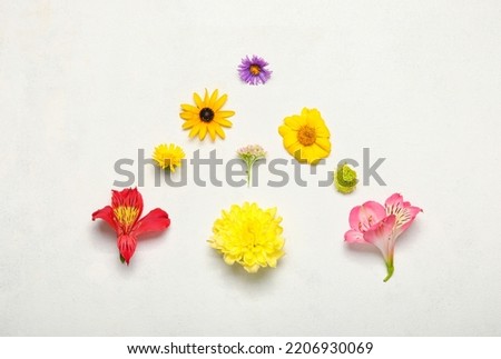 Composition with beautiful autumn flowers on light background