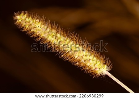 Sweet macro of single yellow foxtail (bristle grasses) with golden brown background. Nature picture, herbal, flower