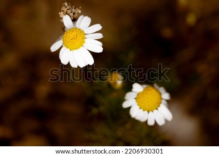 Sweet macro two german chamomile - mayweed with golden brown background. Nature picture, herbal, flower Royalty-Free Stock Photo #2206930301