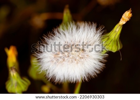 Sweet macro of common sowthistle with blurred dark bouground. Nature picture, herbal, flower with golden brown background. Nature picture, herbal, flower