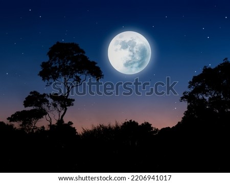 Night landscape in forest with full moon and stars. Jungle in the moonlight