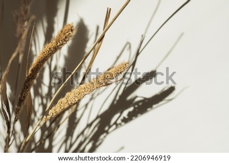 Aesthetic dried beige pampas grass, reeds. Beautiful minimal background with neutral colors. Sunlight shadow reflections on the wall. Parisian vibes