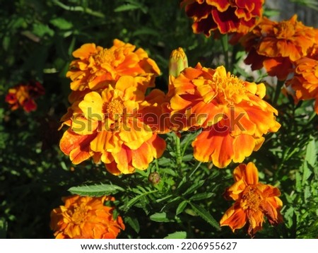 beautiful photo of orange marigolds with lots of petals in the autumn garden in the afternoon