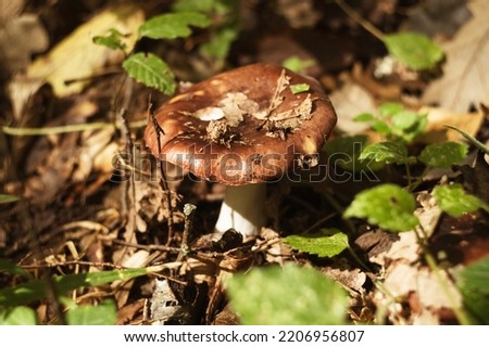 Wild edible forest mushrooms growing in the autumn forest  Royalty-Free Stock Photo #2206956807
