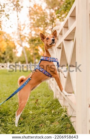 Close-up portrait of funny female red Basenji on a bright sunny day against the background of a fall landscape