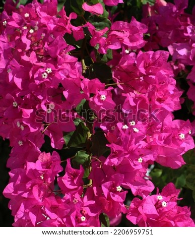 Photograph of the pink Bougainvillea plant photographed at noon in daylight