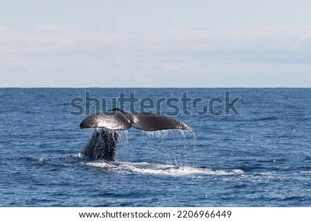 Sperm whale in the Atlantic off the island of Sao Miguel in the Azores Royalty-Free Stock Photo #2206966449