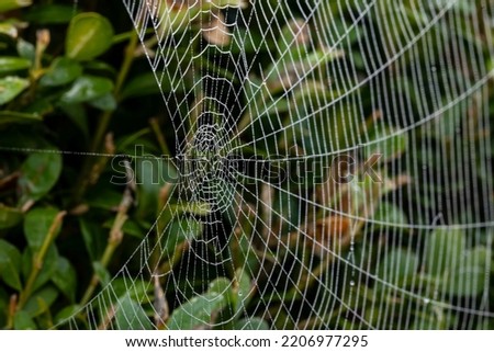 Close-up of a spider web with dew drops against a green background Royalty-Free Stock Photo #2206977295