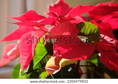 Poinsettia flower glowing in the sunlight. Royalty-Free Stock Photo #2206979833