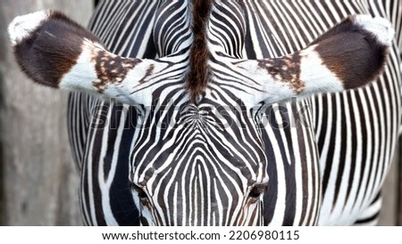 Close up of the ears of zebra, selective focus