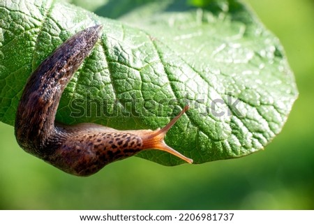 Snail without shell. Leopard slug Limax maximus, family Limacidae, crawls on green leaves. Spring, Ukraine, May. High quality photo Royalty-Free Stock Photo #2206981737