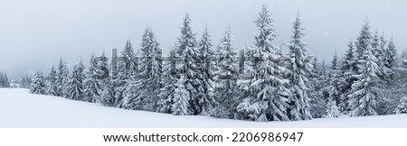 Fantastic winter landscape with snowy trees. Carpathians, Ukraine, Europe. High quality photo