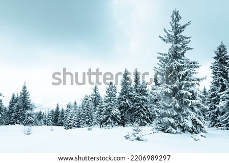 Winter weather with snowdrifts and fog in the mountain spruce forest. Trees curved under the weight of snow. High quality photo