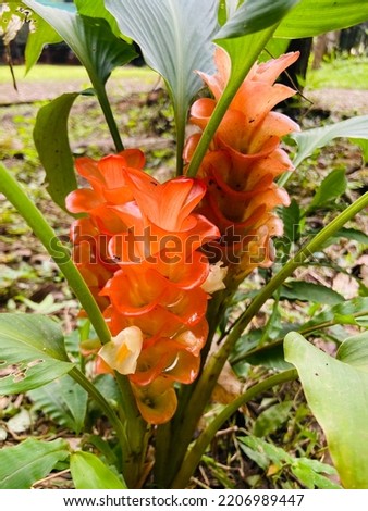 Beautiful orange Curcuma (Siam tulip, summer tulip, Curcuma alismatifolia) flowers are blooming and growing up among the green leaves in the tropical forest around the mountain in the rainy season