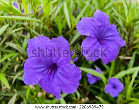 Beautiful pink ruellia tuberosa (minnie root, fever root, popping pod, cracker plant, trai-no, toi ting) flowers are blooming and bright in the tropical garden among the green leaves on a sunny day. 