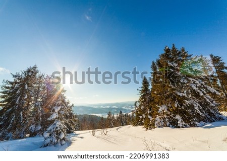 wonderfully majestic winter landscape glowing by sunlight. wintry scene. Carpathian, Ukraine, Europe. Beauty world. Happy New Year.