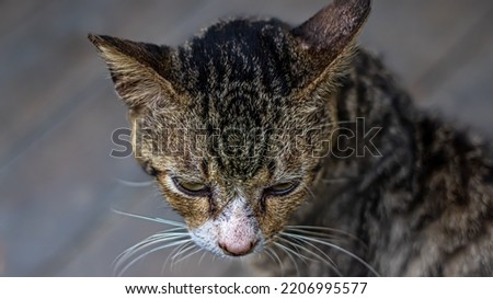 cute wild cat looking sharp