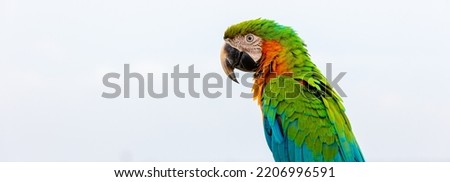 Colorful macaw parrots, beautiful bird, macaw perched. Species Ara ararauna also know as Arara Canide. It is the largest South American parrot. Birdwatching. Bird lover. exotic pet. Royalty-Free Stock Photo #2206996591