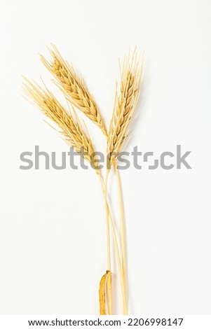 Seeds of ripe wheat on a white background. A whole crop of wheat germ. spikelet of wheat for flour from grain bread. View from above Royalty-Free Stock Photo #2206998147