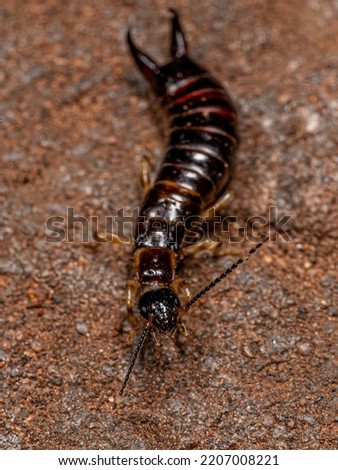 Small Epidermapteran Earwig Insect of the Family Anisolabididae
