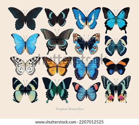 Big vector set of high detailed butterlies Royalty-Free Stock Photo #2207012525