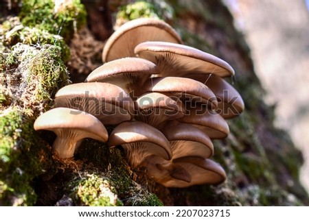 Oyster mushroom in the web, growing on green moss in the bark of a tree, side view Royalty-Free Stock Photo #2207023715