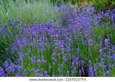 Blooming lavender on a summer day. Violet lavender flowers. Beautiful, developed lavender bushes in the backyard garden. Blue and purple lavender flowers in the backyard.